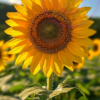 A picture of a vibrant sunflower for a phone wallpaper.