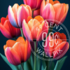 An image of a bouquet of Tulips against a dark background for a phone wallpaper