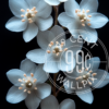 An image of alpine edelweiss against a black background for a phone wallpaper.