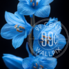 An image of bluebells against a black background for a phone wallpaper.