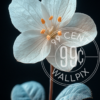 An image of a moonlit Jasmine against a black background for a phone wallpaper.