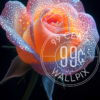 An image of a luminous rose against a black background for a phone wallpaper.