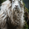An image of a mountain goat standing on a rock for a phone wallpaper.