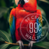 An image of a colorful red parrot perched on a branch for a phone wallpaper