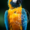 An image of a colorful yellow parrot perched on a branch for a phone wallpaper.