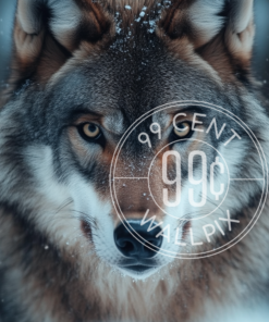 An image of the face of a grey wolf focused on a hunt for a phone wallpaper.